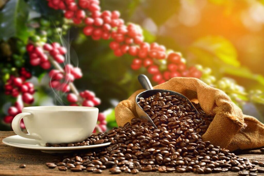 Café Premium en México 2024