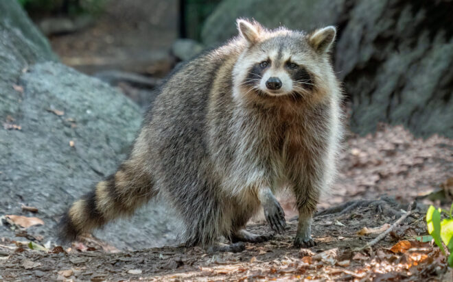 Sean Gunn se ‘retira’ de hacer captura de movimiento para Rocket Raccoon