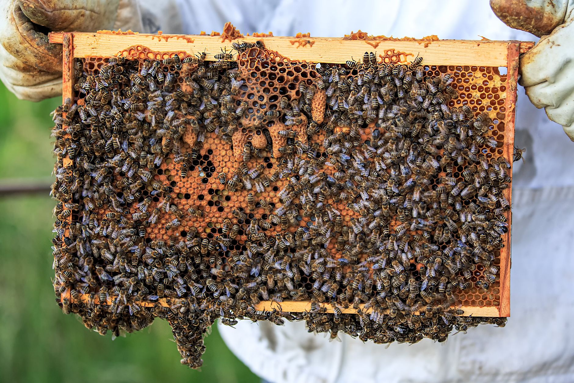 Panal de abejas, símbolo de la organización de The Beekeeper 2 con Jason Statham