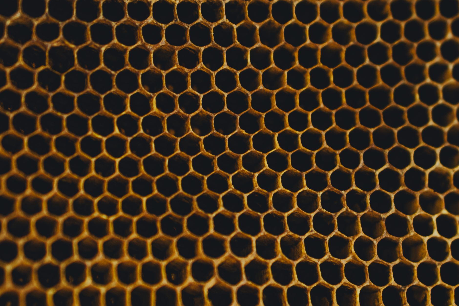 The Beekeeper 2: Statham y Metallica en su primer teaser