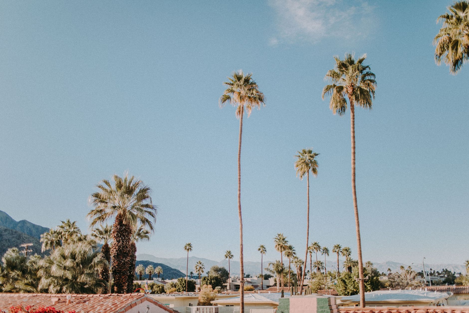 Palmeras altas bajo un cielo azul en Palm Springs, donde transcurre la obra Other Desert Cities