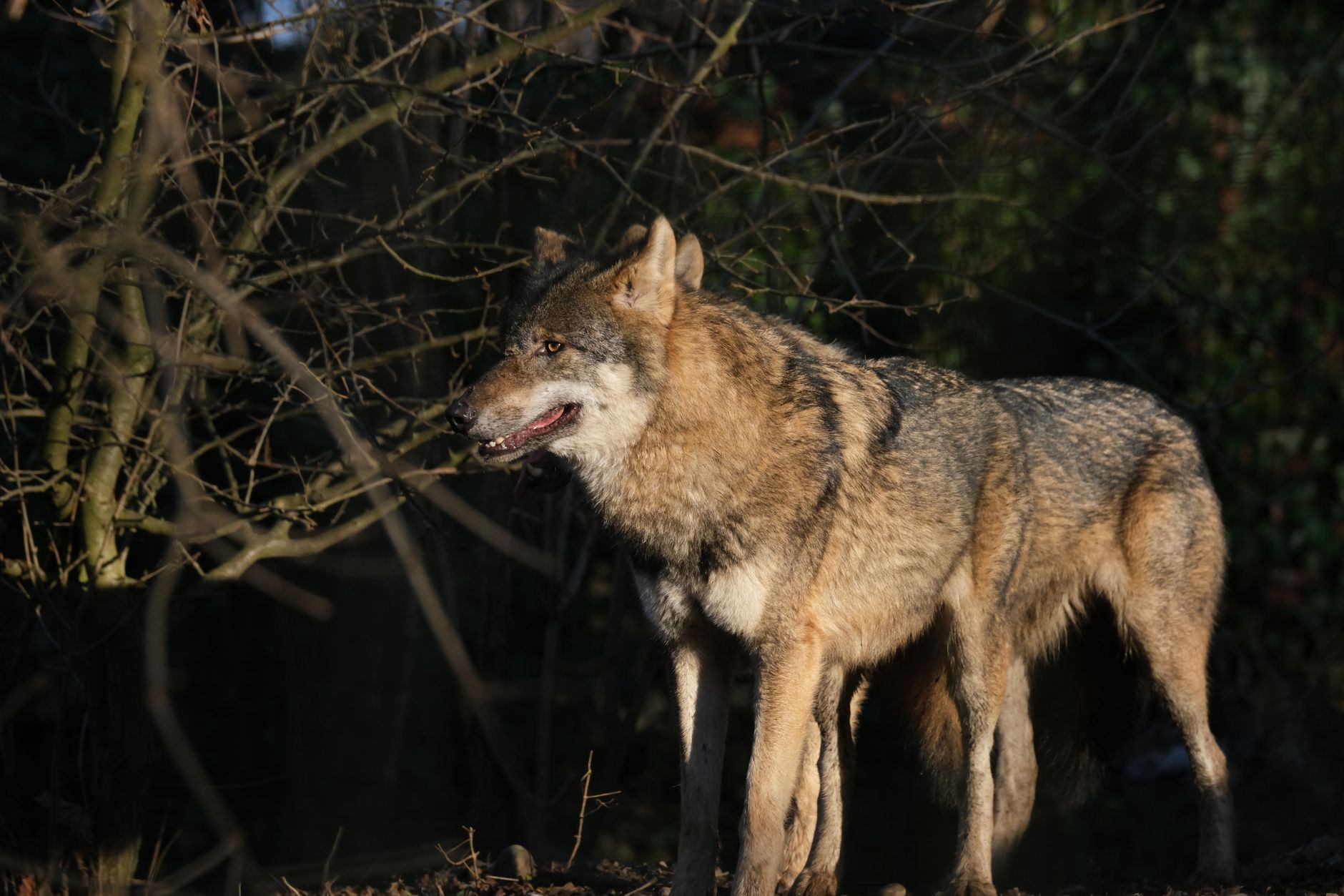 Lobo ibérico explorando su entorno boscoso, imagen ilustrativa de los hombres lobo de The Wolves of Mordor