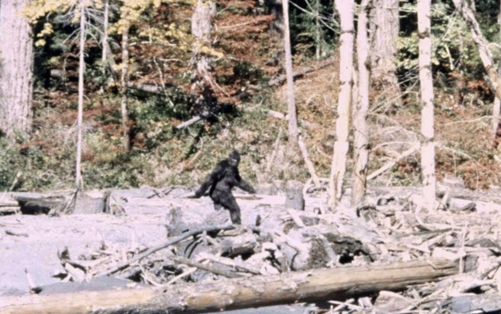Capturing Bigfoot: ¿El documental que resolverá el misterio del críptido?
